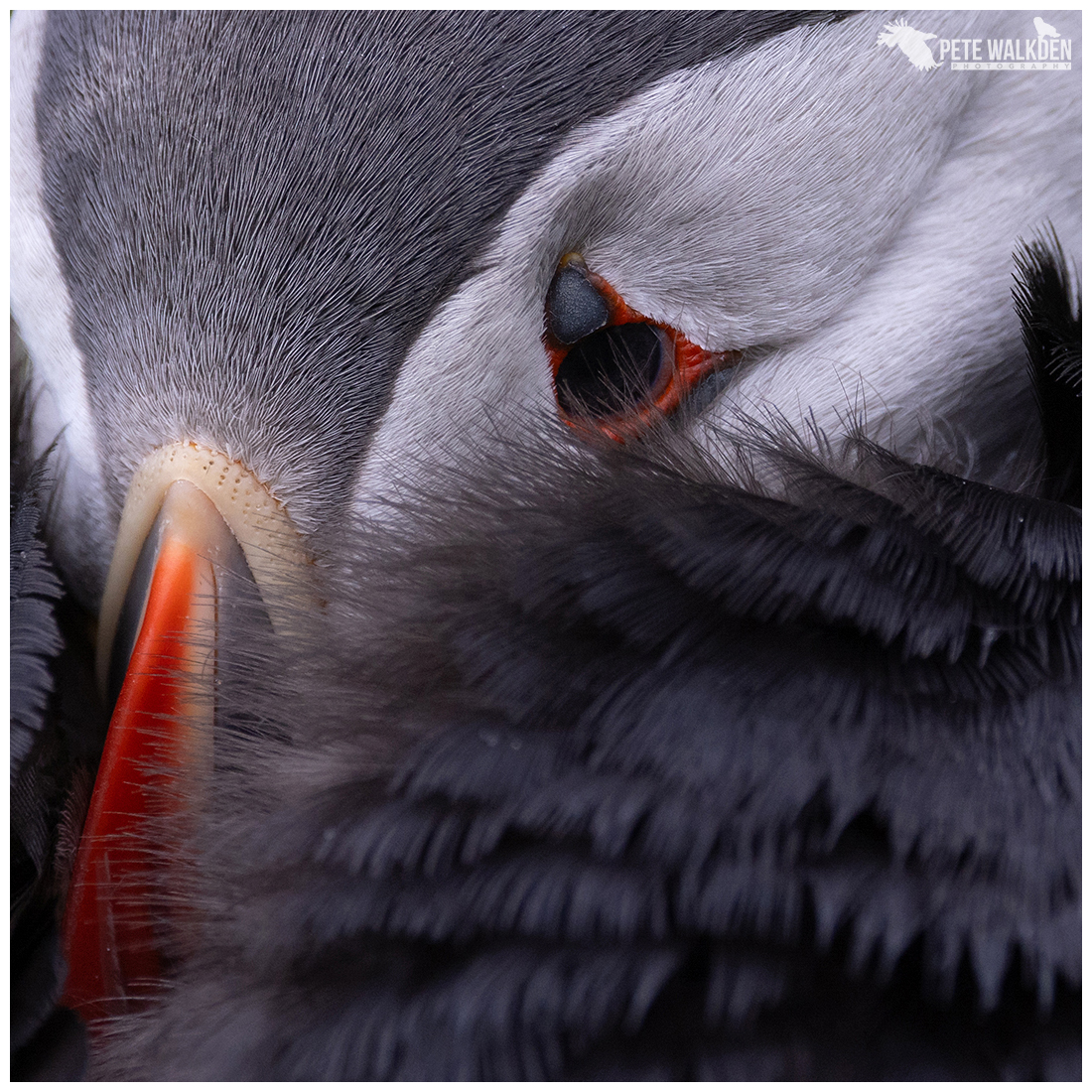 Pete Walkden tweet media