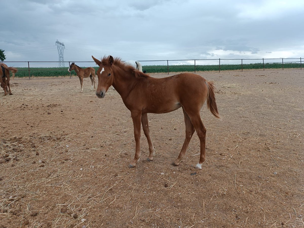 muratalp07's tweet photo. 2024 doğumlu dişi 🐎

Gelibolu &amp; Müşerref

Satılık https://t.co/g2YWosuofG