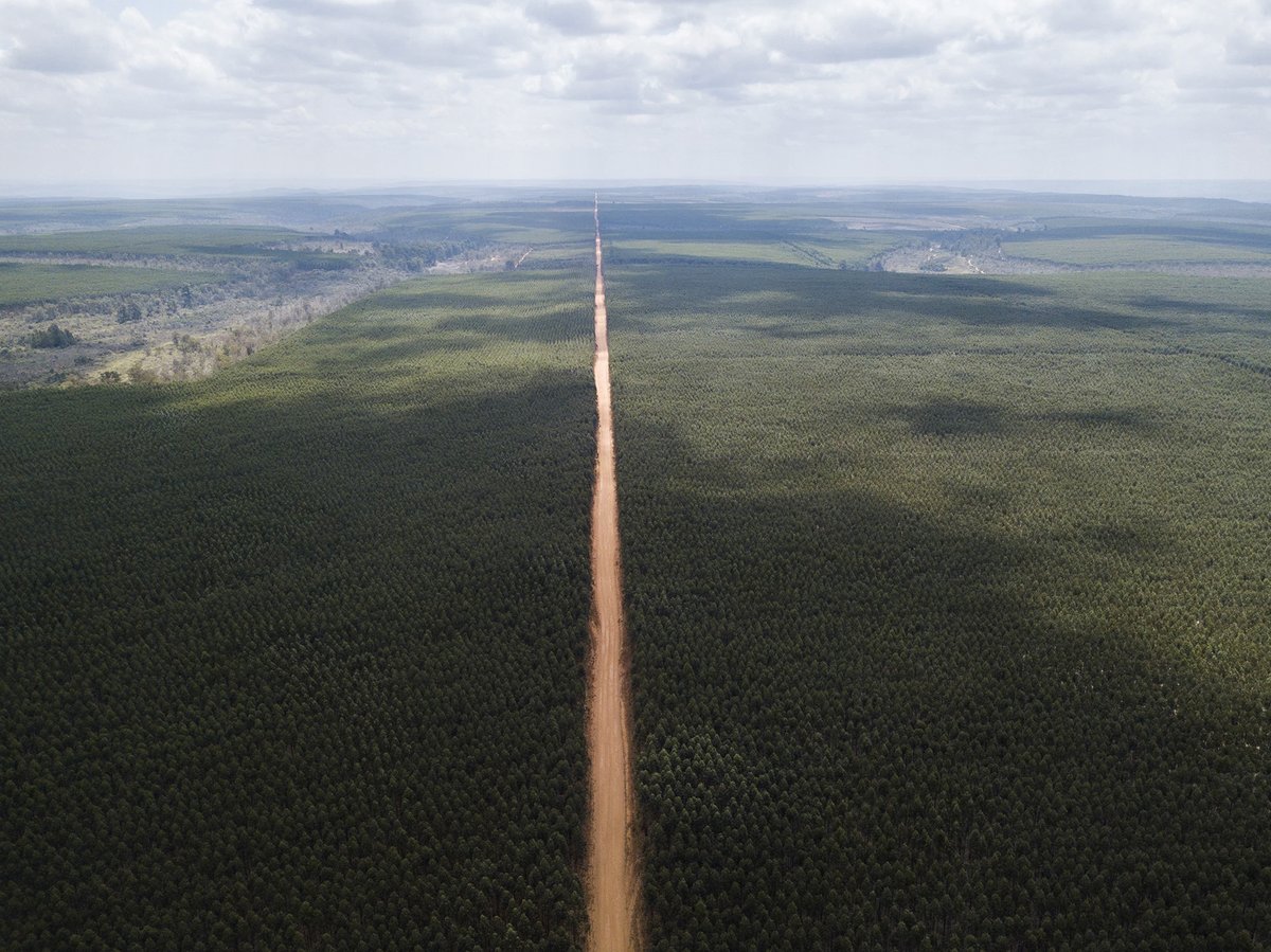 A minha estreia no time da <a href="/ambientalmedia/">Ambiental Media</a> foi com uma reportagem que mostra como a substituição da vegetação nativa do Cerrado por eucalipto, em MG, tem impactado no acesso à água. Saiba o que os parlamentares e o Executivo têm a ver com isso: ➡️ambiental.media/blog/sem-categ…