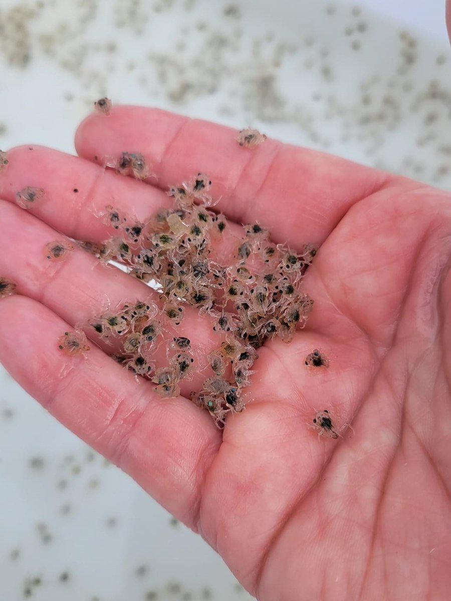 IMERSS_labs's tweet photo. The Sentinels of Change: Dungeness Crab Larvae light trap on Whaler Bay has seen the big bloom of megalopae this past week. Jeannine and Kendall have been checking the traps daily and getting numbers ranging in the thousands! https://t.co/m3AvuFH4bt