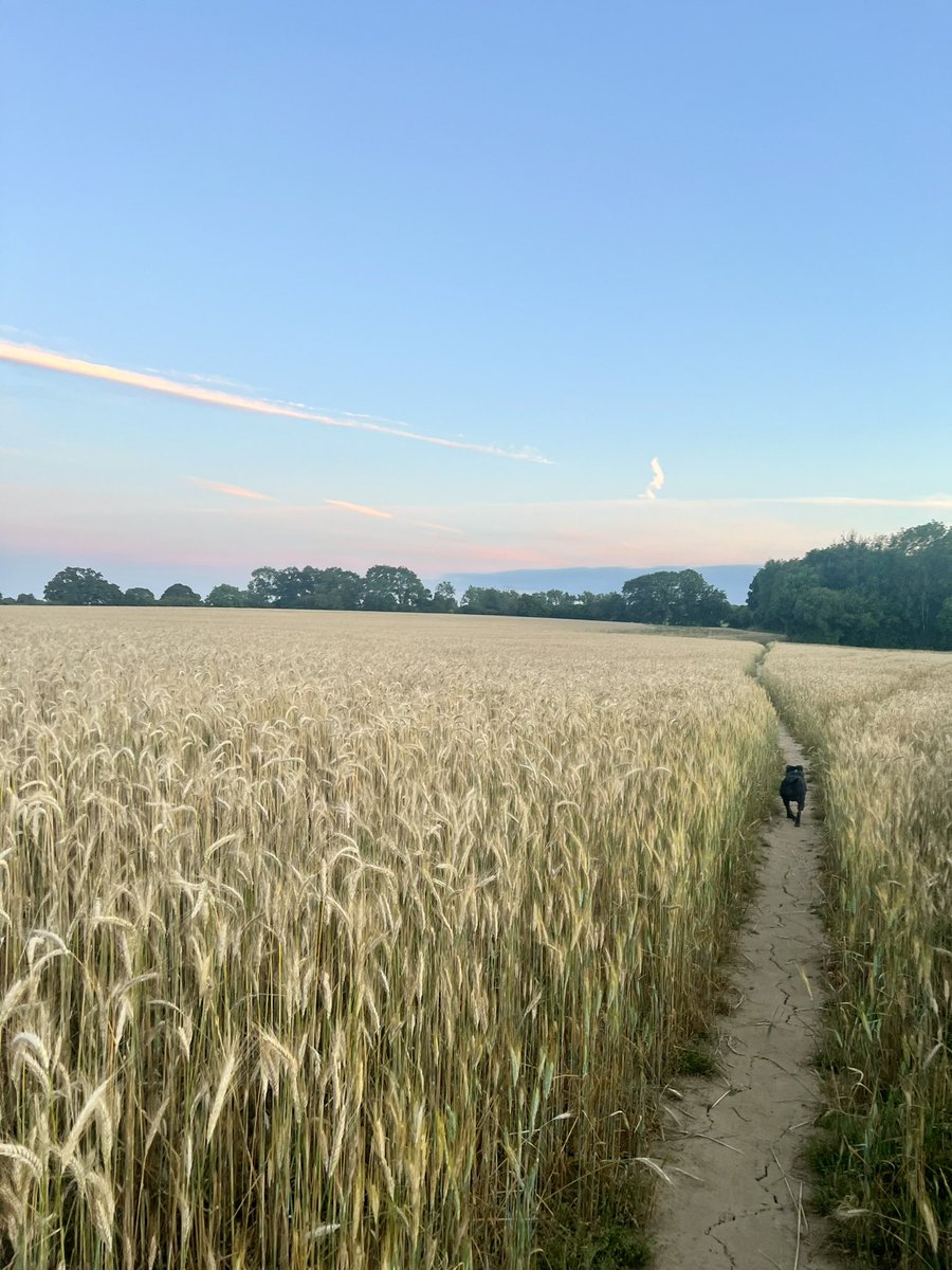 Idyllic evening walk to round off the week 🐶