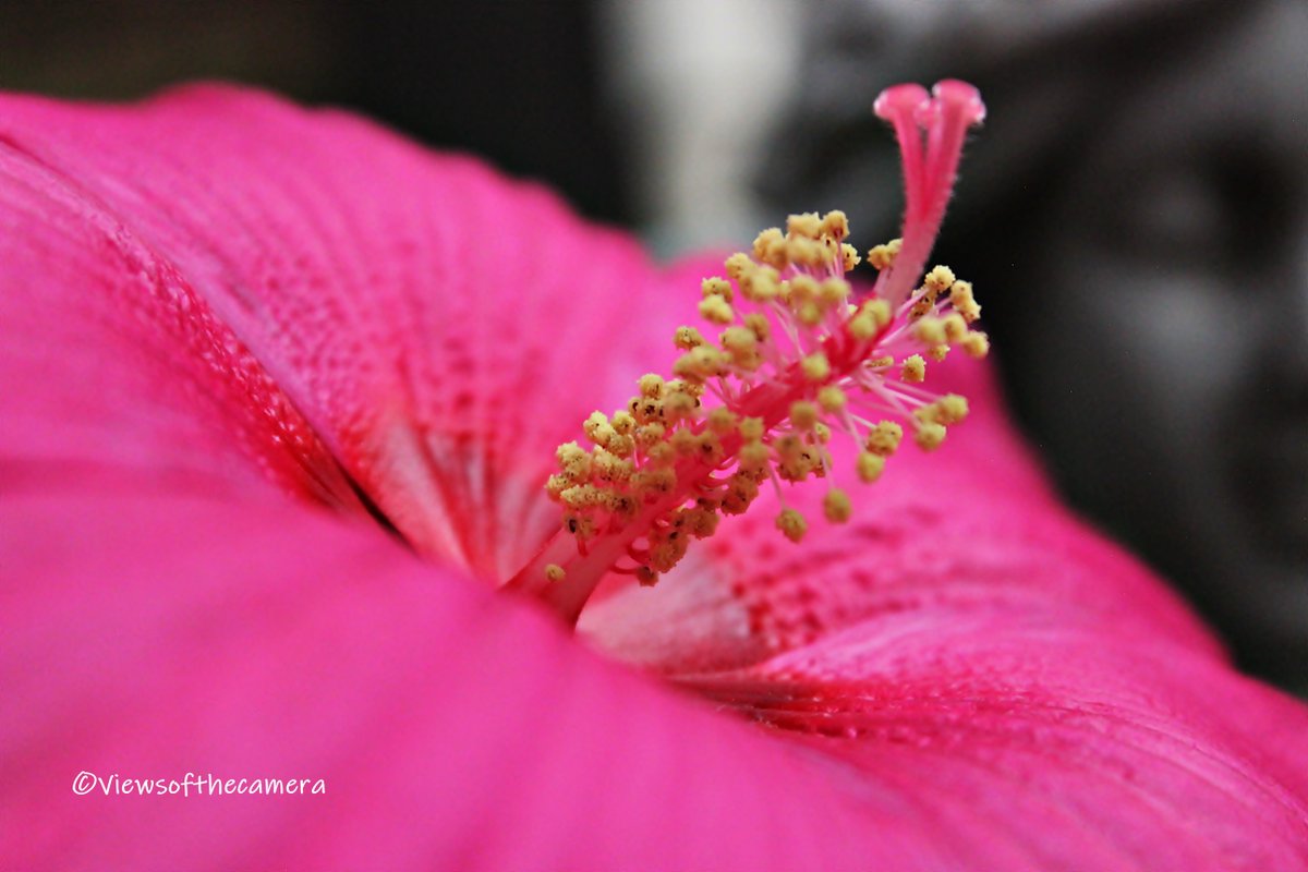 viewsofthecmra's tweet photo. #flowers #floral #flora #flowerslovers #flowerphotography #nature #naturephotography #naturelovers #outdoors #outdoorphotography #photo #photography #photographersofinsta #ig_flowers #ig_flowers_world #texas #dallastexas #dallas #pretty #canon #canonphotography #canonrebelt3i https://t.co/vBWqfTEcg8