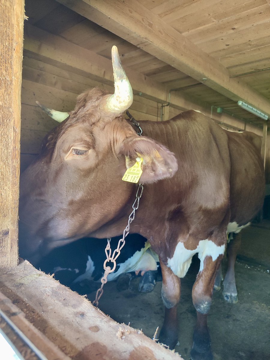 HildeStroobant's tweet photo. 🥾👣😎 … 29.290 stappen! 
#Bindalm #Litzlalm 🇦🇹 https://t.co/HHd2VJWTqk