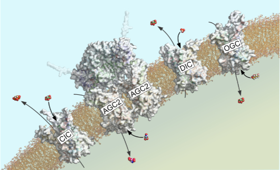 embojournal's tweet photo. One in one out at the mitochondrial inner membrane!

Human mitochondrial carriers of the SLC25 family function as monomers exchanging substrates with a ping-pong kinetic mechanism

https://t.co/044kHgIQYC https://t.co/LFoI1xQkZ3