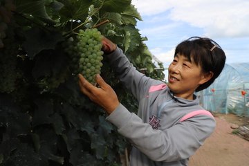 CGMeifangZhang's tweet photo. As Beijing’s specialty fruits continue to mature, the 2024 picking season started on Jun. 27. From now until the end of October, people can visit 3,000 tourist orchards across the city and taste more than 100 kinds of seasonal fruits. #beijing #fruit #tourism #orchard https://t.co/kI3VS9tPn9