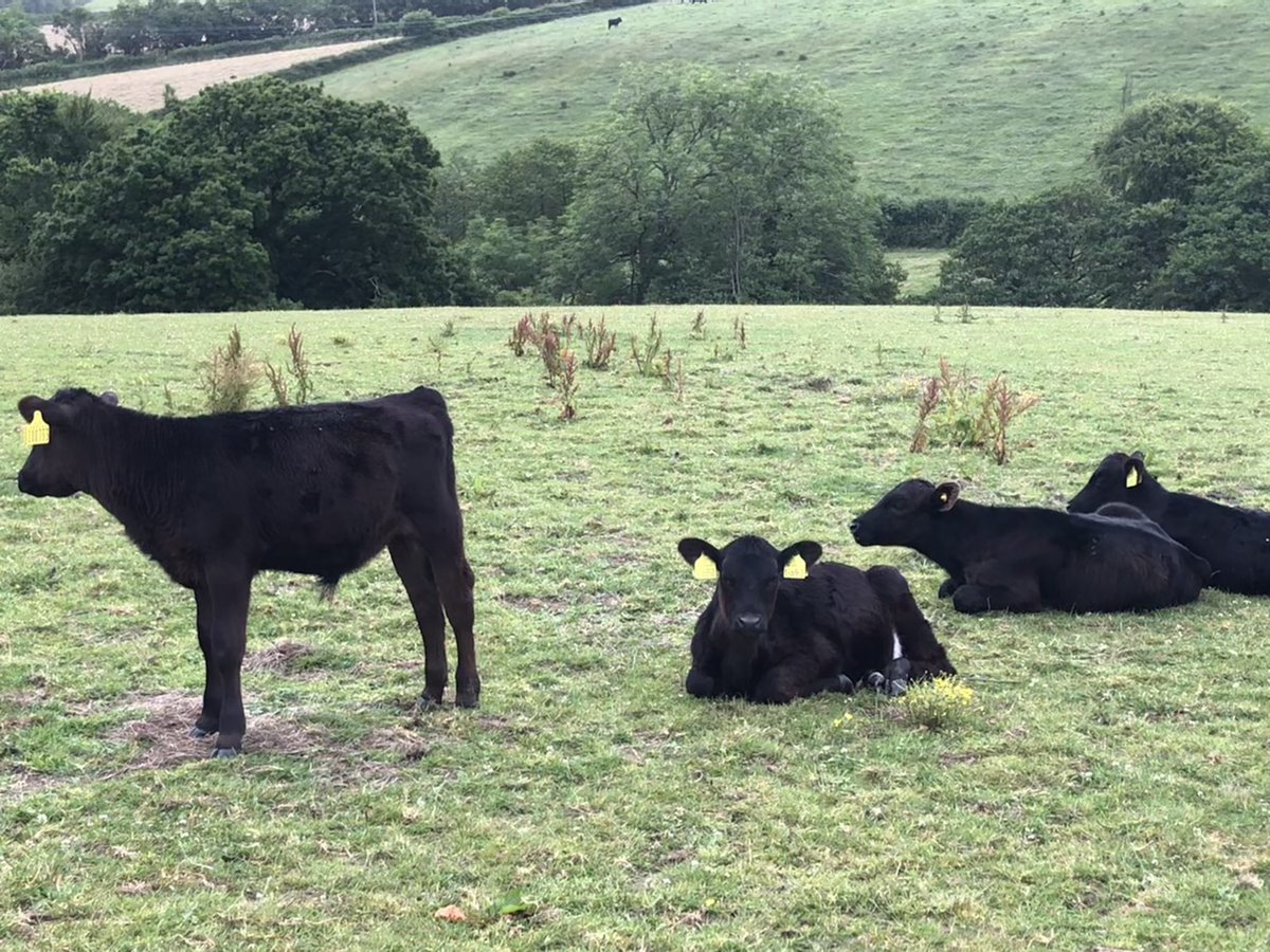 FarmerJamesHT's tweet photo. Cute babies all over the farm 🤩🐮
#farmholidays #northcornwall #bookdirect #petfriendly #dogfriendly #childrenfriendly https://t.co/AkokfQpRpL