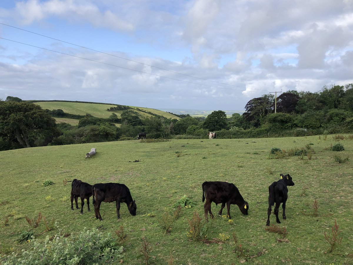 FarmerJamesHT's tweet photo. Cute babies all over the farm 🤩🐮
#farmholidays #northcornwall #bookdirect #petfriendly #dogfriendly #childrenfriendly https://t.co/AkokfQpRpL