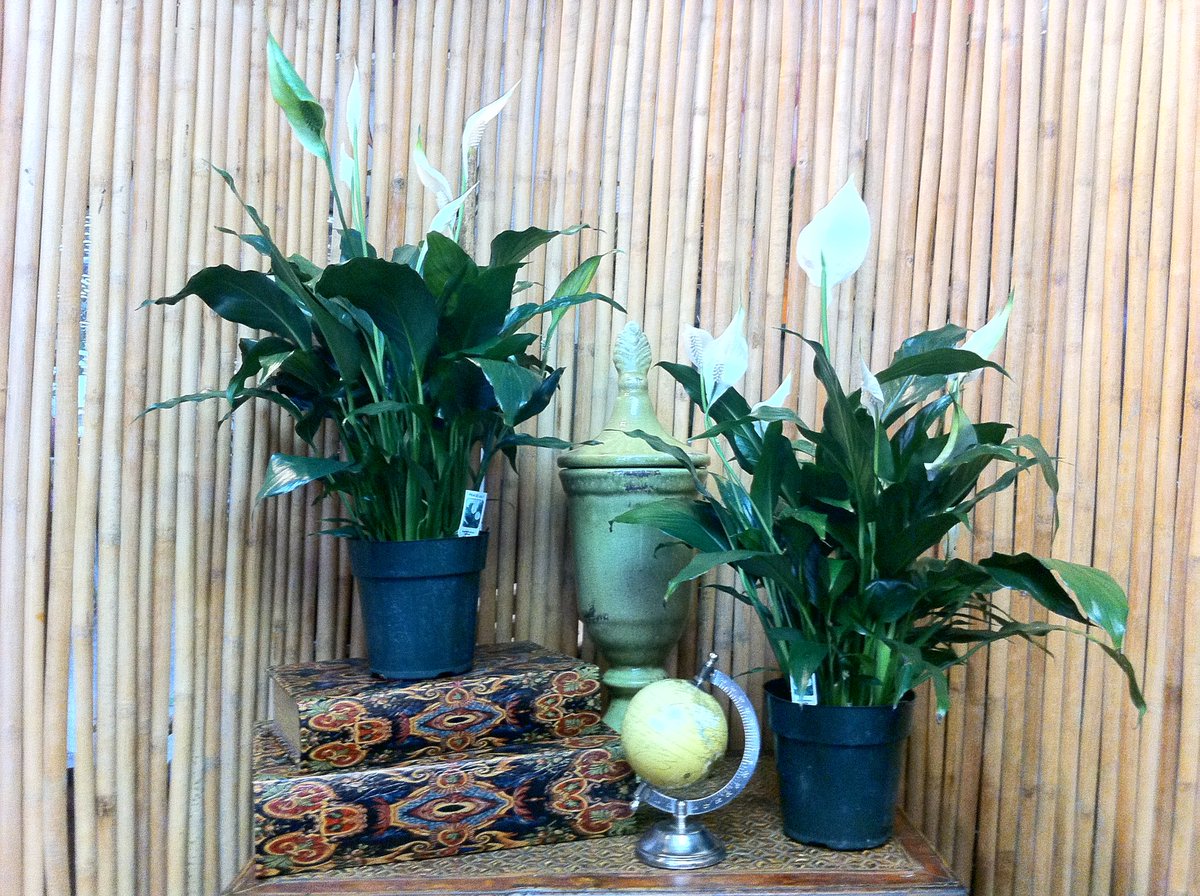 SteinFlorist's tweet photo. Stages of plant ownership:

Stage 1: I’m going to take such good care of you. 🥰🪴
Stage 2: Oh no. 😳

When you’ve hit stage 2 and are ready to revisit stage 1, we have plants for that. 😉🌿🌱🪴🍃
.
#steinflorist #steinyourflorist #plants #houseplants #plantownership #plantlovers https://t.co/ft4Gg3yN87