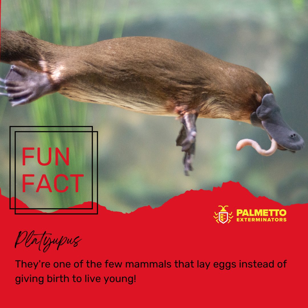PalmettoExandMC's tweet image. Despite being mammals, platypuses are one of only five species of monotremes, which are a group of mammals that lay eggs instead of giving birth to live young.

#pestcontrol #localexterminator #palmettoexterminators #homepestcontrol #residentialpestcontrol #termitecontrol