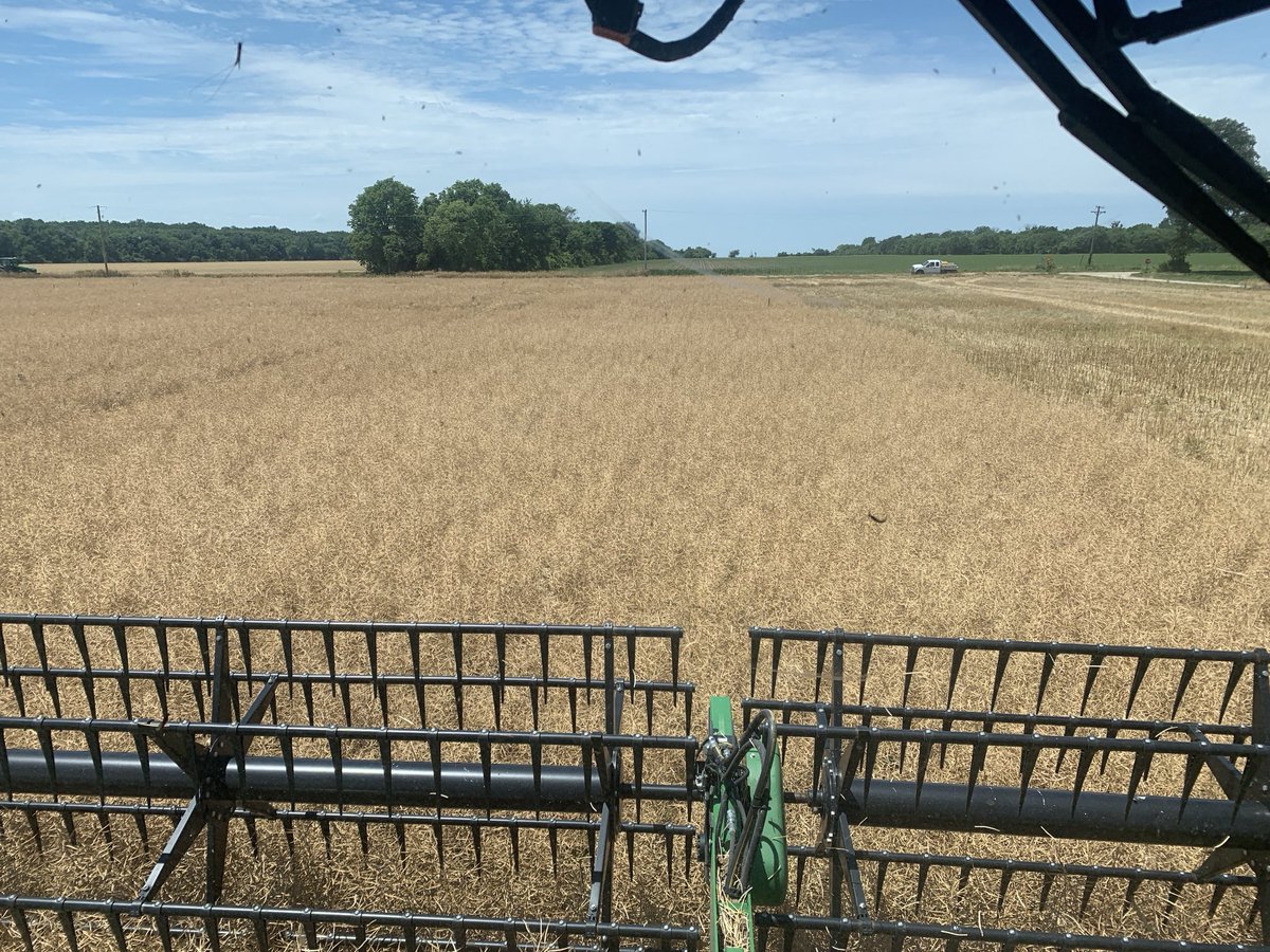 wolf_moritz's tweet image. Cutting Canada’s Southernmost Canola