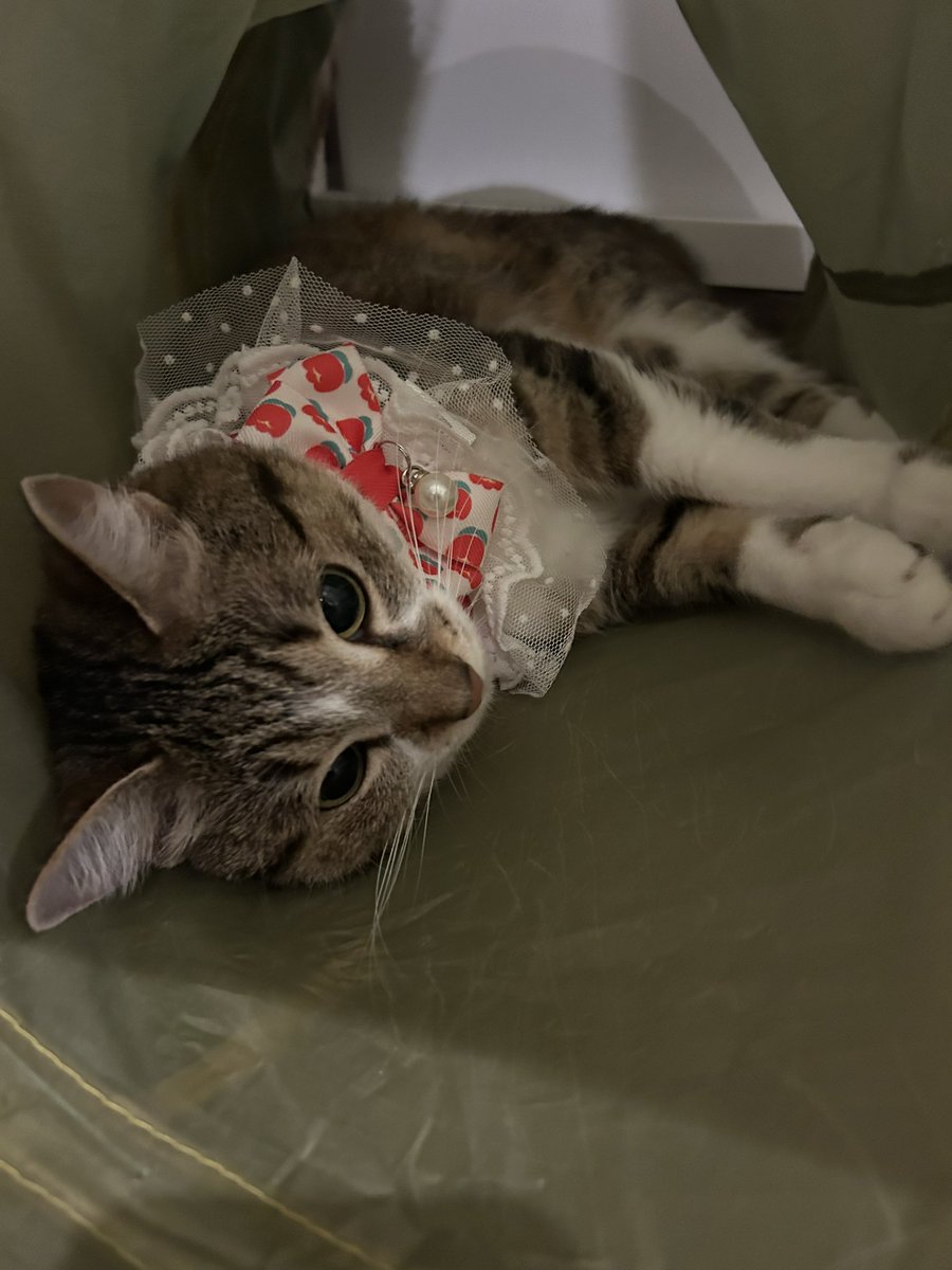 オフショット🐈