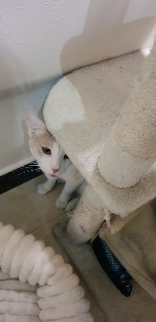 Pirate🐈 tweet media