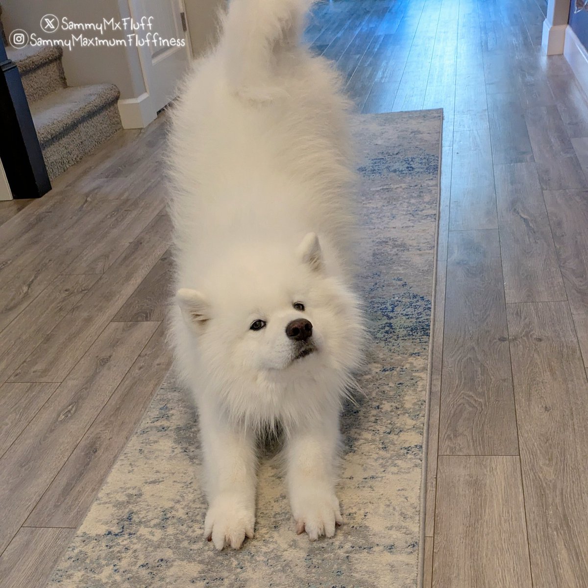 SammyMxFluff's tweet photo. Big streeeetchy 😆 to get ready for the weekend 😁 Have a fantastic weekend! 🐾
#doglife #dogweekend #weekendvibes #weekendmood #fluffydog #samoyedlove #sammymaximumfluffiness https://t.co/kQAouN7fTV