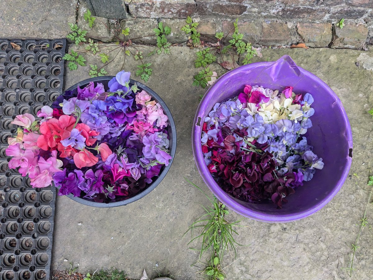 Lou Nicholls tweet media