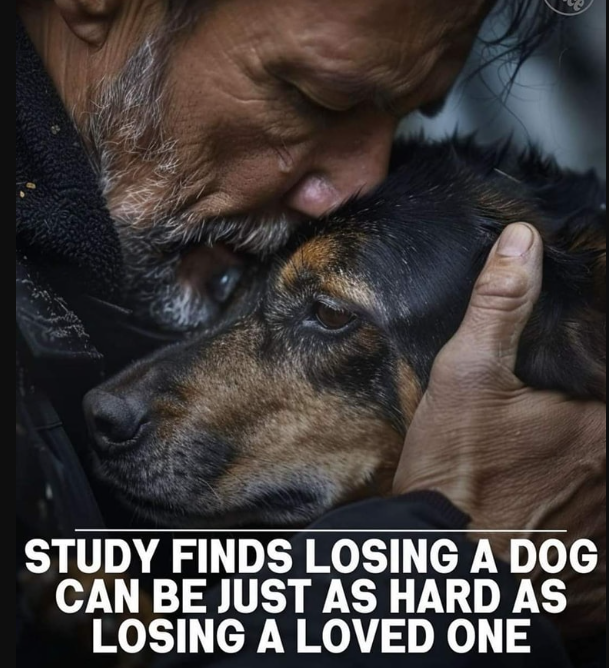 STUDY FINDS LOSING A DOG CAN BE JUST AS HARD AS LOSING A LOVED ONE