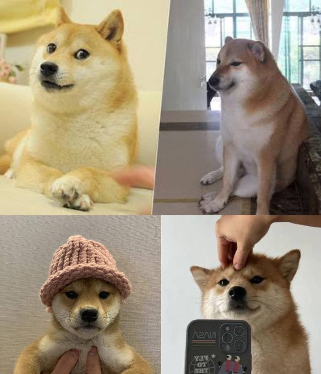 owenxzett's tweet photo. $DOGE $SHIB $BONK $WIF

The 5th time a Shiba Inu coin reach 1 billion market cap, this crypto iconic dog will be taking $SELFIE

 And it will be just as legendary https://t.co/rIVVOUtlfa