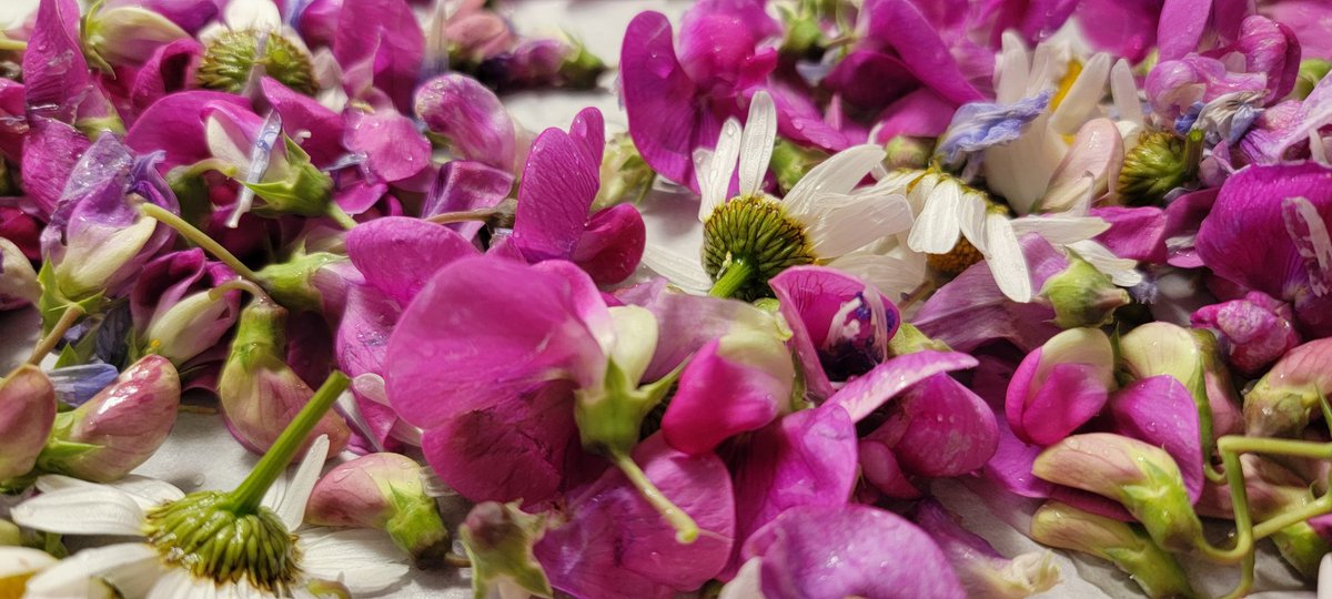Dawn20222's tweet photo. At it again! This morning's haul! #Dasies #mullein #sweetpea #chiccory Will be malikg #tea woth this bunch! โค๏ธ#nature #photography https://t.co/jWv4hWCmZu