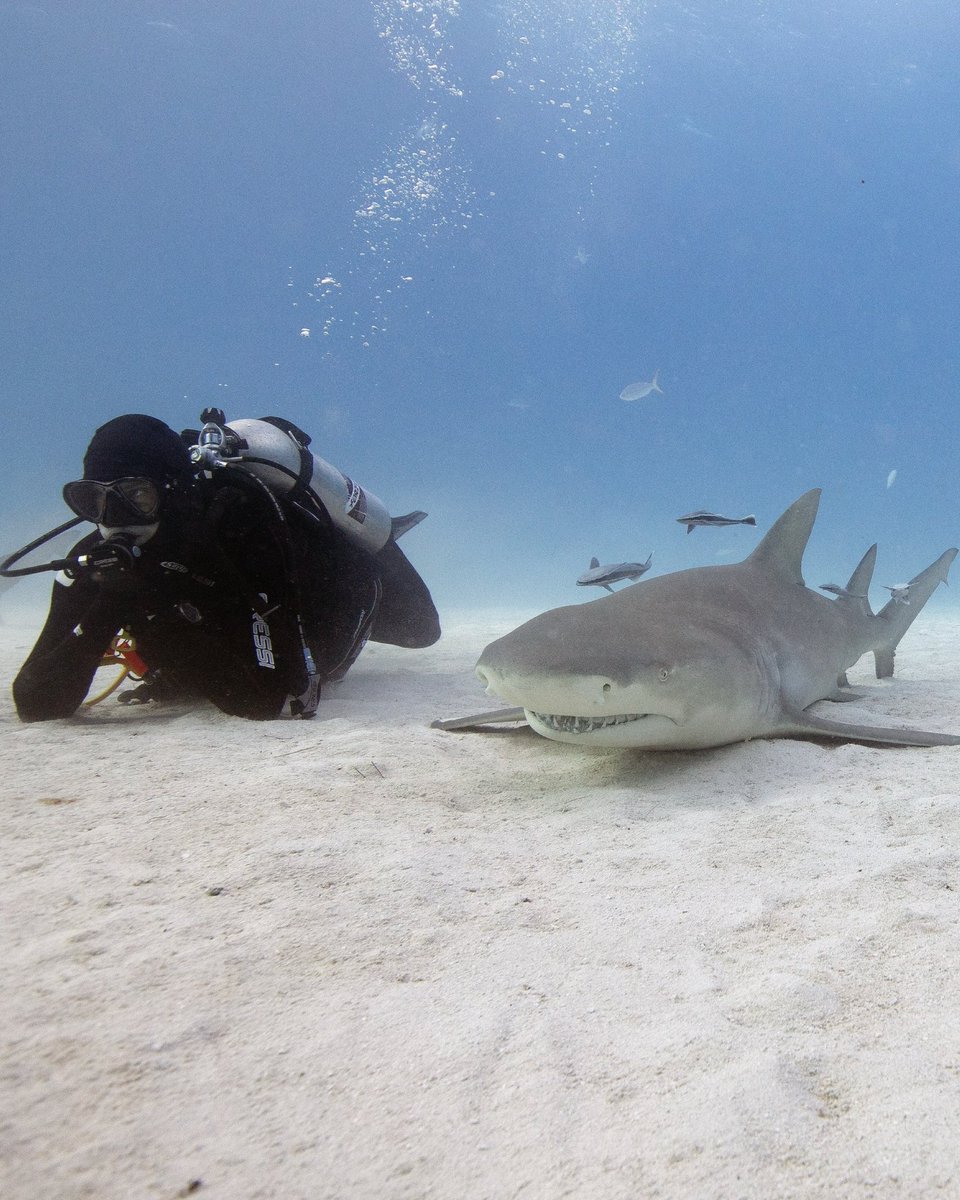 Shark Research Foundation tweet media