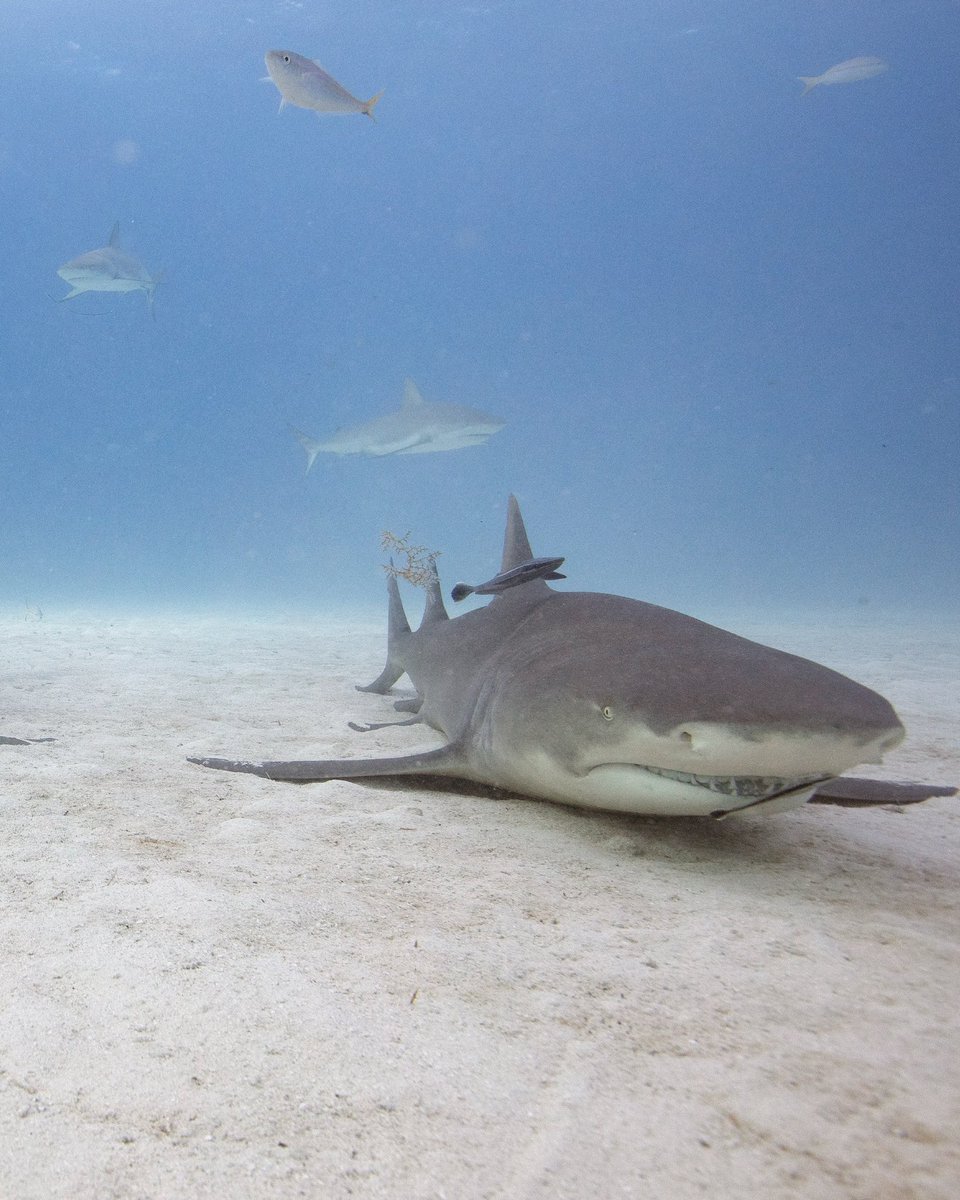 Shark Research Foundation tweet media