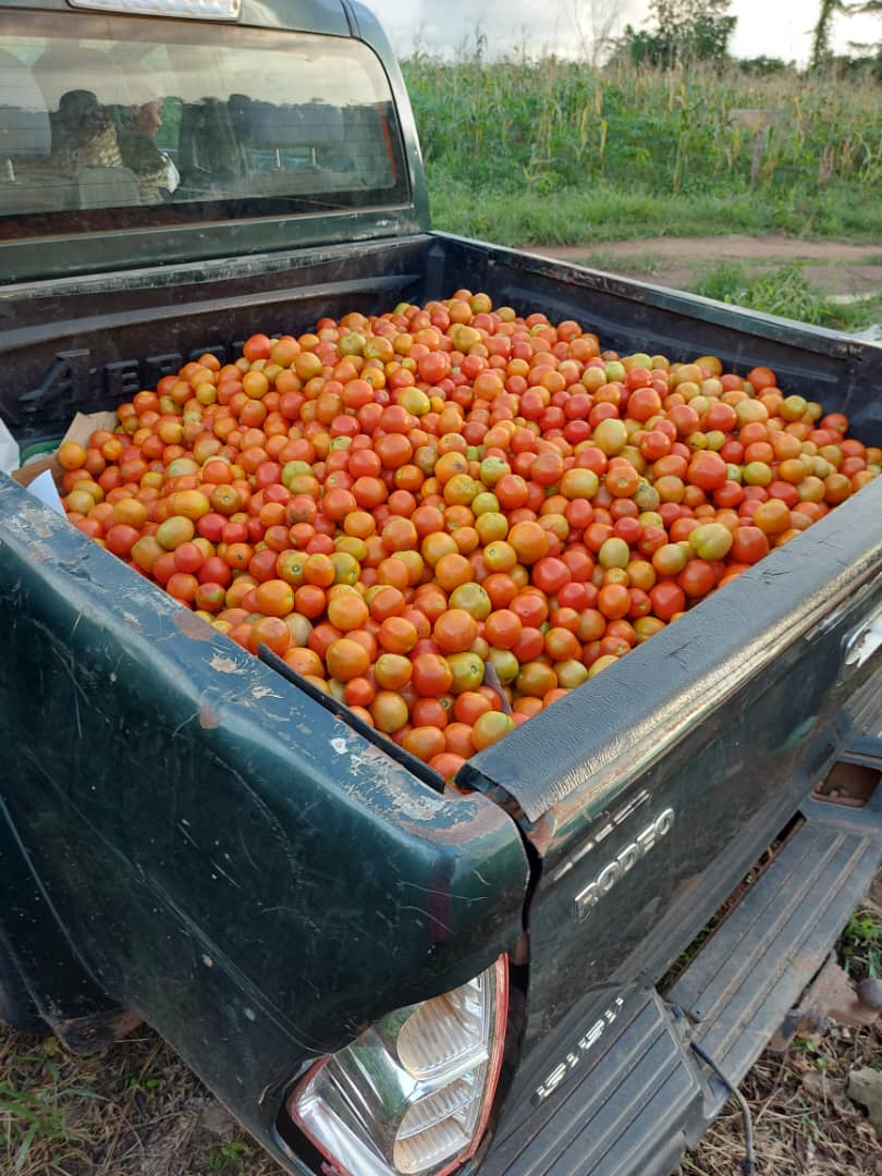 FolalabiF's tweet image. 🍅🌿 Fresh from Folalabi Farm! 🌿🍅

Experience the juicy, vibrant taste of our farm-fresh tomatoes! Grown with love and care, our tomatoes are perfect for all your culinary delights.

🌱 Order now and bring home the goodness of nature.
Call: 07067844689

#FreshTomatoes