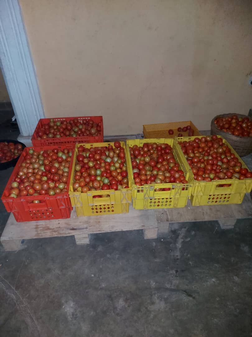 FolalabiF's tweet image. 🍅🌿 Fresh from Folalabi Farm! 🌿🍅

Experience the juicy, vibrant taste of our farm-fresh tomatoes! Grown with love and care, our tomatoes are perfect for all your culinary delights.

🌱 Order now and bring home the goodness of nature.
Call: 07067844689

#FreshTomatoes