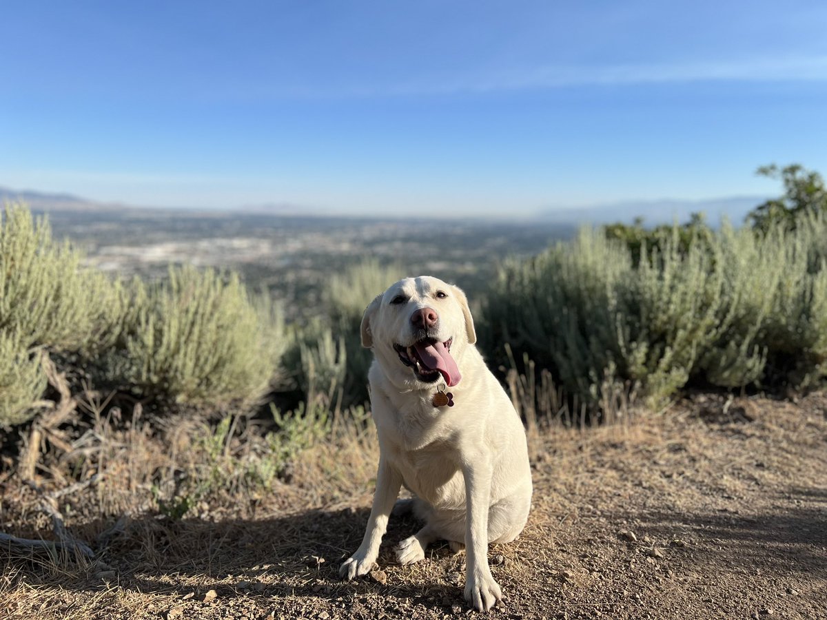 gbm4byu's tweet photo. Sometimes the trail wins… #TrailRunning #RockMonster https://t.co/DcBlWBk67A