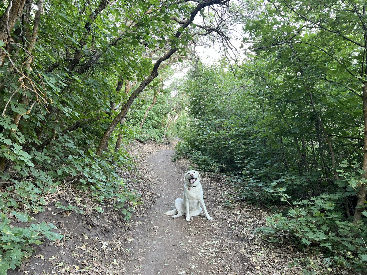 gbm4byu's tweet photo. Sometimes the trail wins… #TrailRunning #RockMonster https://t.co/DcBlWBk67A