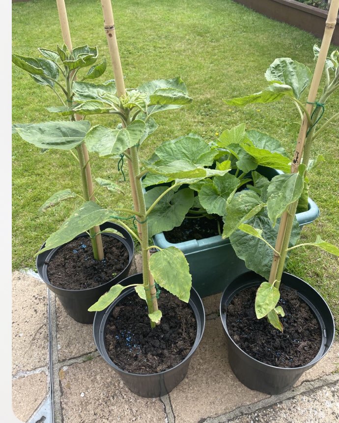 Janet Elizabeth HAGAN (@janetel09525902) on Twitter photo After nearly a week of sunshine I have 3 surviving sunflowers and one pumpkin …. Come on babies we’ve got this 🌻
<a href="/UHNM_WCCSS/">UHNM WC&CSS</a> <a href="/dprice977/">Donna Price</a> <a href="/BethRatcliffe2/">Beth Ratcliffe 💙</a> @tichywitch After nearly a week of sunshine I have 3 surviving sunflowers and one pumpkin …. Come on babies we’ve got this 🌻
<a href="/UHNM_WCCSS/">UHNM WC&CSS</a> <a href="/dprice977/">Donna Price</a> <a href="/BethRatcliffe2/">Beth Ratcliffe 💙</a> @tichywitch