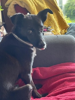millypod1's tweet photo. ARTURO HOME SAFE. THANKS FOR RT's 😊🐕🐾

🆘22 JUN 2024 #Lost ARTURO #ScanMe #Tagged
Black Cross Breed Male 
Stanmer Park near #ChalkHill Carpark  
off Coldean lane #Brighton #BN1 https://t.co/WAjuH2Lof7 https://t.co/y4YtMF2lU9