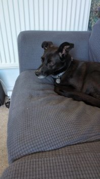 millypod1's tweet photo. ARTURO HOME SAFE. THANKS FOR RT's 😊🐕🐾

🆘22 JUN 2024 #Lost ARTURO #ScanMe #Tagged
Black Cross Breed Male 
Stanmer Park near #ChalkHill Carpark  
off Coldean lane #Brighton #BN1 https://t.co/WAjuH2Lof7 https://t.co/y4YtMF2lU9