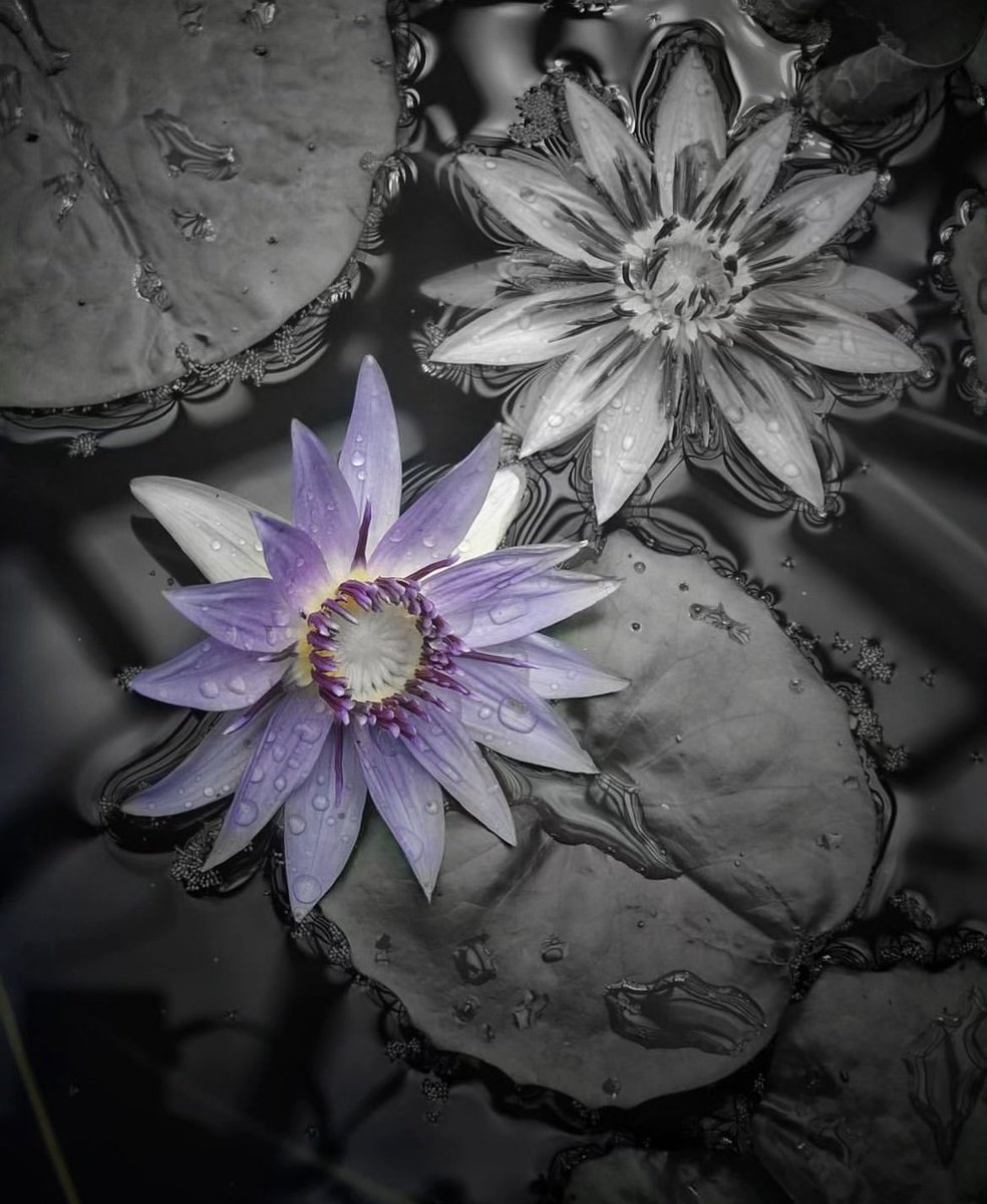 Florentina57387's tweet image. Dankbaarheid is de herinnering van het hart.
#goedweekend lieve mensen! 😘