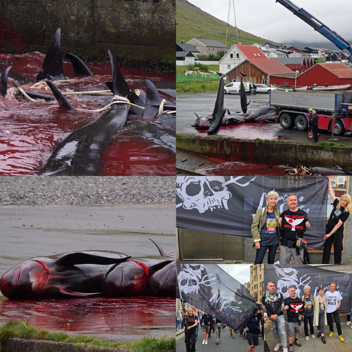 230 more pilot whales butchered o. Faroe Islands 🇫🇴 today. Are you willing to suspend the £970 million free trade deal to stop disgusting slaughter <a href="/Keir_Starmer/">Keir Starmer</a> <a href="/DavidLammy/">David Lammy</a> <a href="/Tinganes/">The Government of the Faroe Islands 🇫🇴</a>
