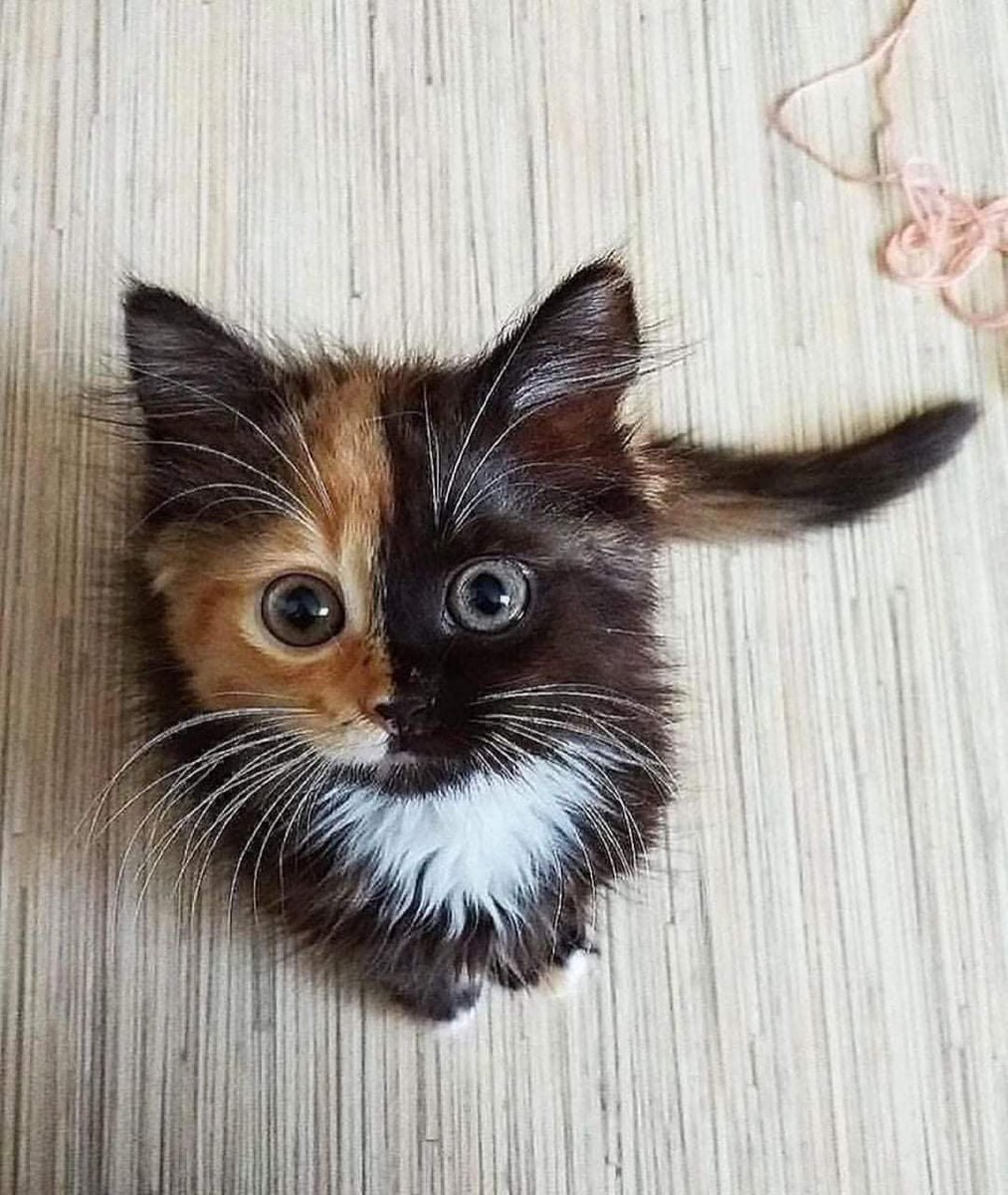 World's Amazing Things tweet media