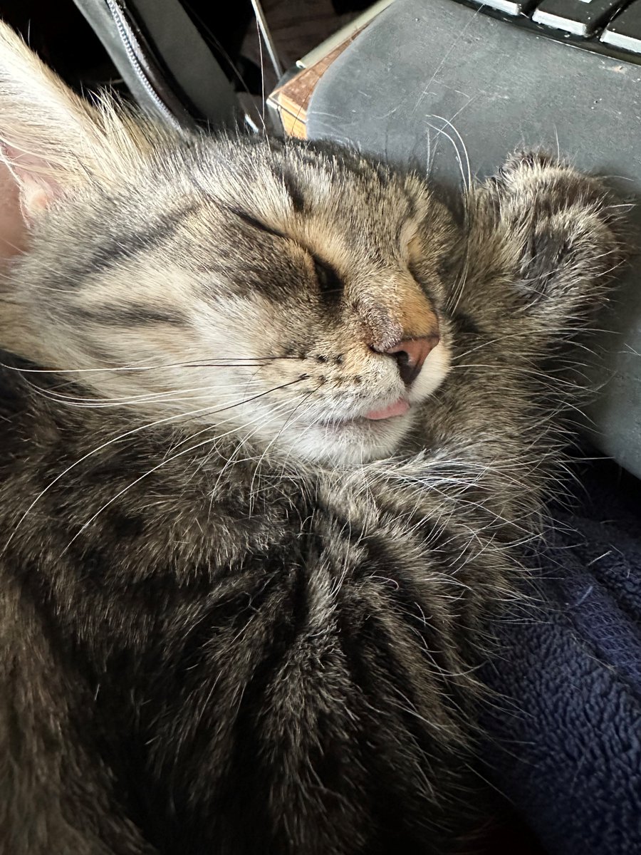 CompanionBridge's tweet image. Spooks has a bladder stone and needs surgery. Any amount helps.  Spooks - Companion Bridge