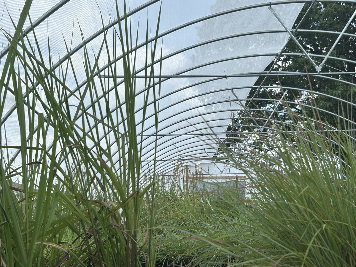 CCNativePlants tweet picture