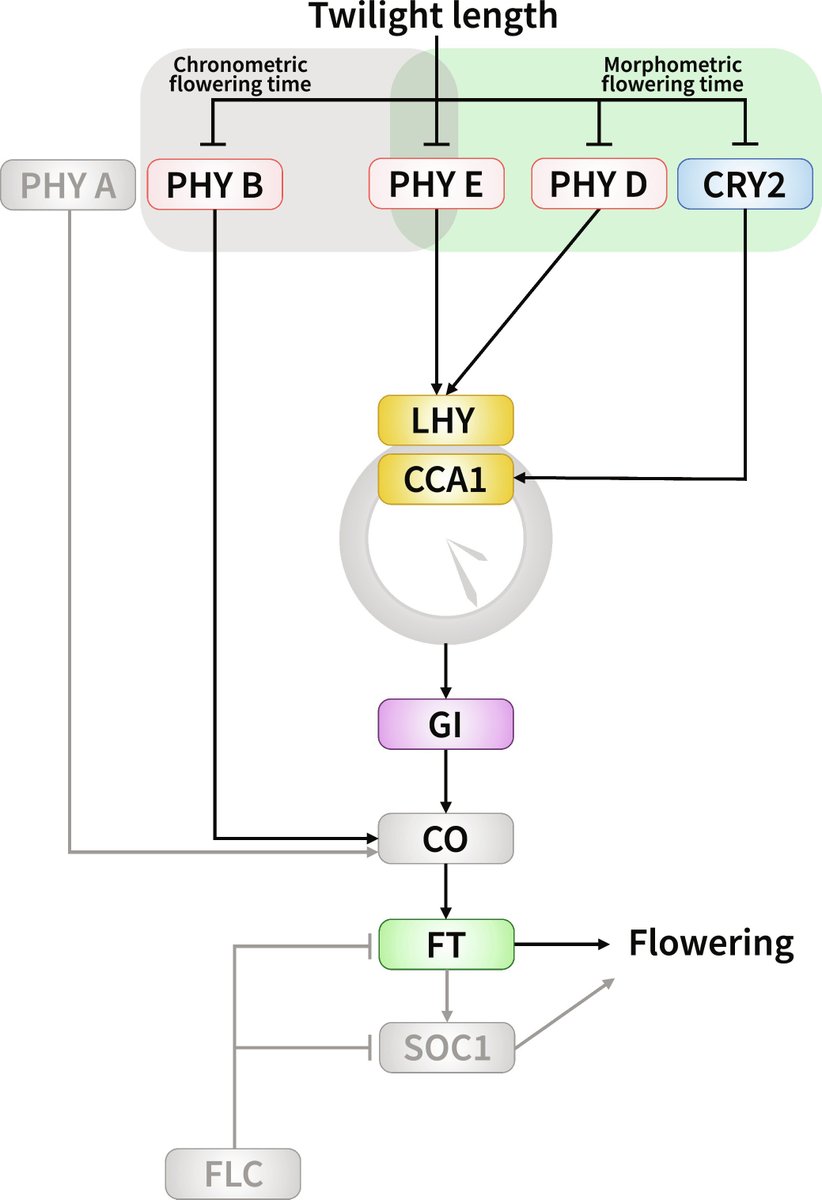 New Results out in Science Advances where we unravel how plants detect twilight and what it means for their growth and development. Fantastic effort led by <a href="/LabUhrig/">UhrigLab</a> PDFs <a href="/drdevangm/">Devang Mehta 🌱👨🏽‍🔬🧬</a> <a href="/SabineScando/">Sabine Scandola</a> with support from <a href="/G2VOptics/">G2V Optics</a> and <a href="/ualbertaScience/">Faculty of Science, University of Alberta</a> 
science.org/doi/10.1126/sc…