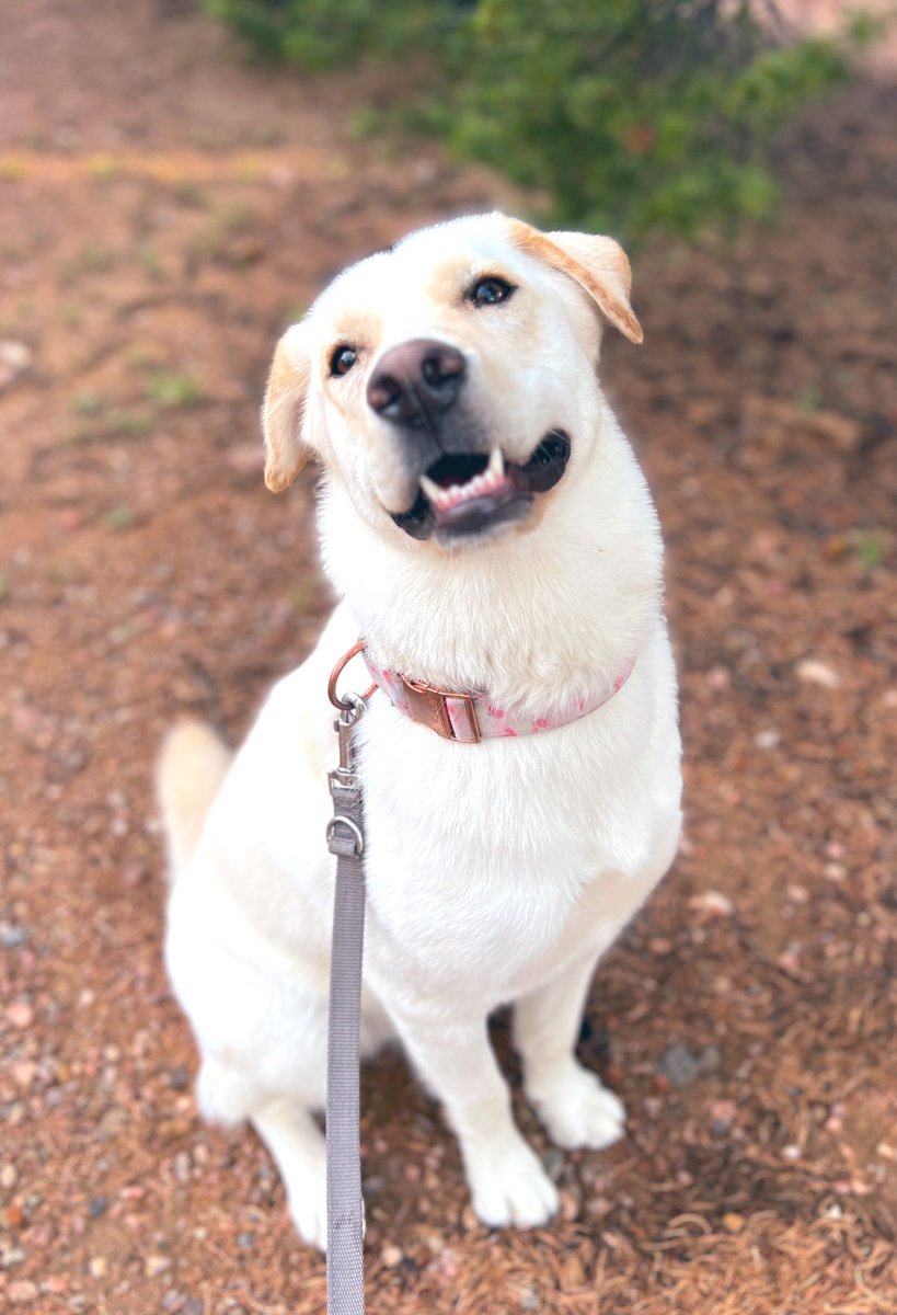 How about a pic of Sunny to brighten up our feeds? #dogsoverpolitics