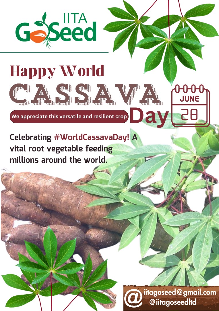 Mercy Daniel (@elomercy) on Twitter photo Happy World Cassava Day! <a href="/CGIAR/">CGIAR</a> <a href="/IITA_CGIAR/">IITA</a> <a href="/IITACASSAVAUNIT/">Cassavabreedingunit IITA</a> <a href="/PROSSIVA_CGIAR/">PROSSIVA</a> <a href="/NSPRI_Official/">Nigerian Stored Products Research Institute</a> Happy World Cassava Day! <a href="/CGIAR/">CGIAR</a> <a href="/IITA_CGIAR/">IITA</a> <a href="/IITACASSAVAUNIT/">Cassavabreedingunit IITA</a> <a href="/PROSSIVA_CGIAR/">PROSSIVA</a> <a href="/NSPRI_Official/">Nigerian Stored Products Research Institute</a>