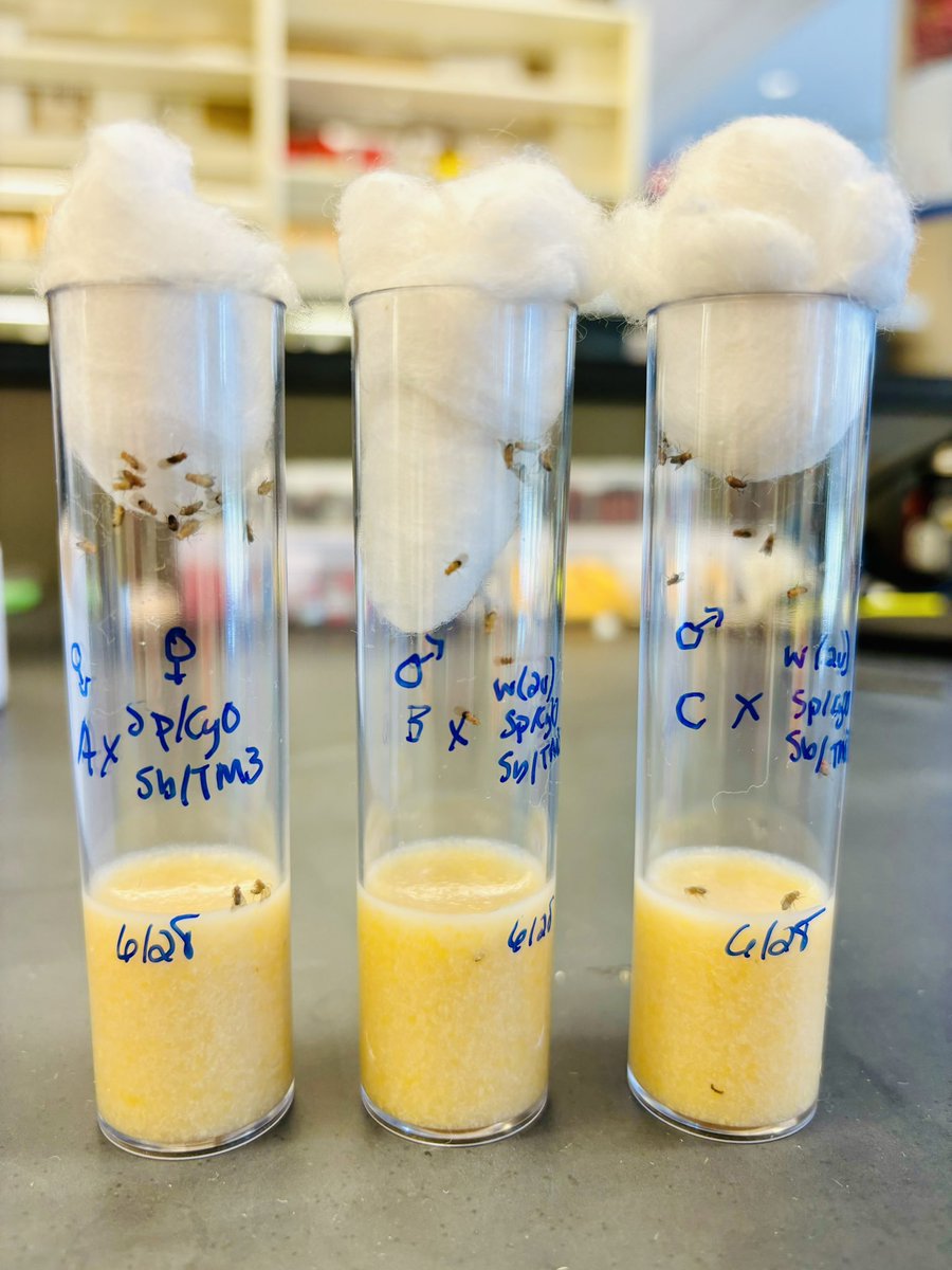 Audra Hawley tweet media