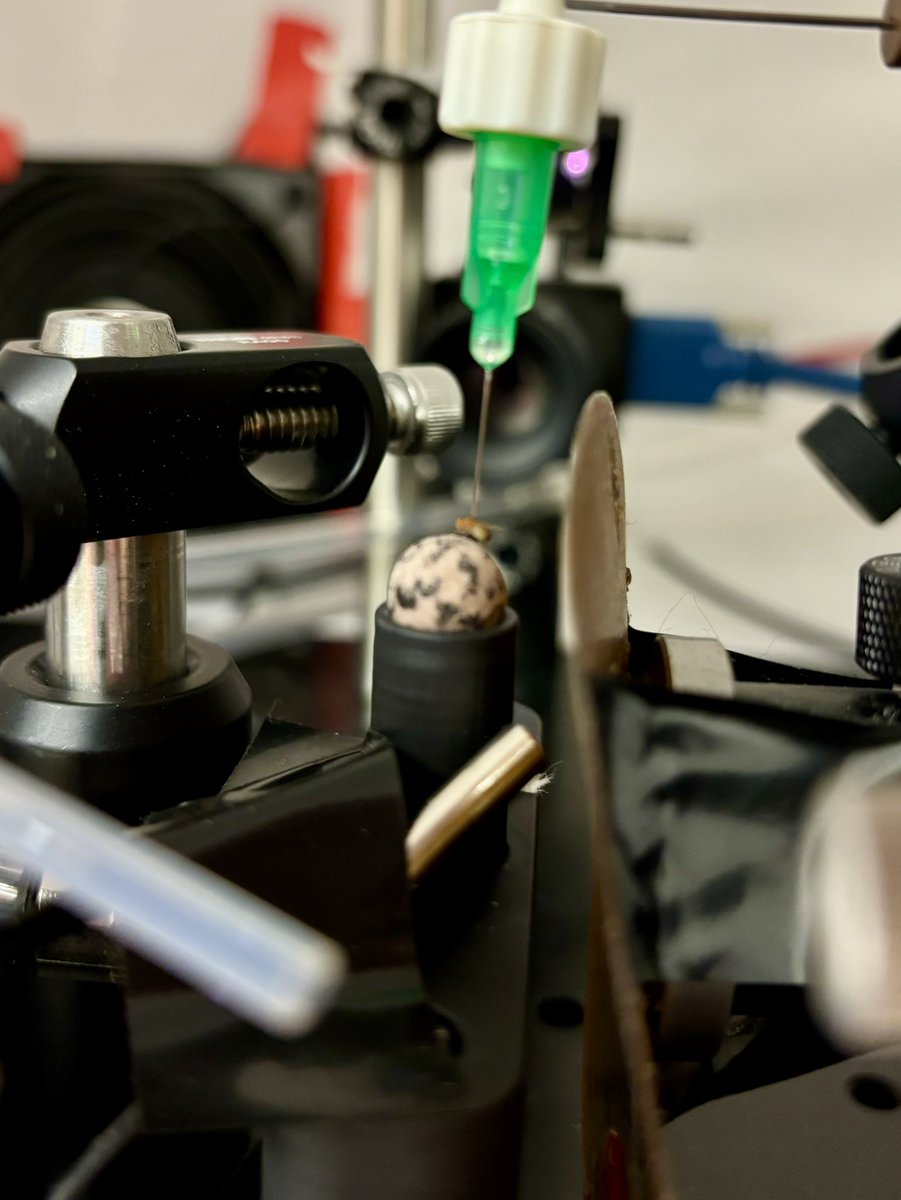 Audra Hawley tweet media