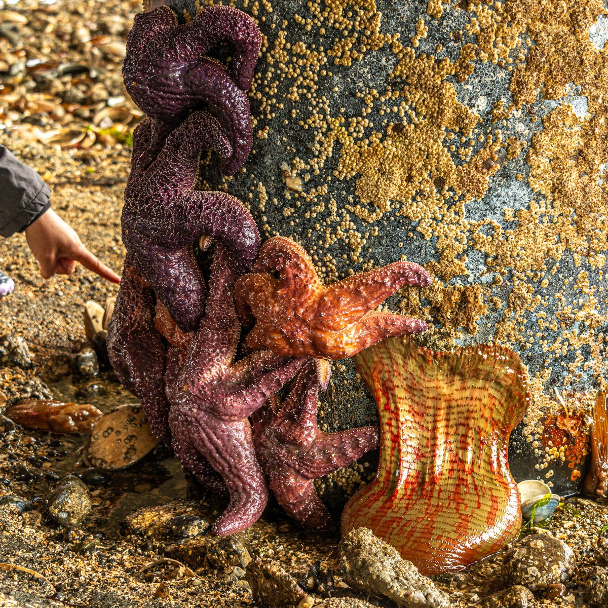 SalishMagazine's tweet photo. Beach Exploration last week, it was great to see lots of sea stars. And there were Christmas anemones too! More about what you can see on pilings at: https://t.co/2cT4b3zV3M https://t.co/Oo6BDr7Aov