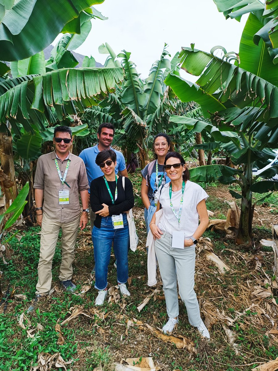 Siempre es un placer asistir a eventos de la <a href="/SECHorticolas/">Sociedad Española de Ciencias Horticolas</a> #JornadasdeFrutales.

Trabajos presentados:
🫒 Optimización de la Fertilización del olivar #Nutrisan
🍑Papel del silicio en la tolerancia al estrés hídrico en melocotonero

<a href="/AgronomiaUCO/">DAUCO</a>