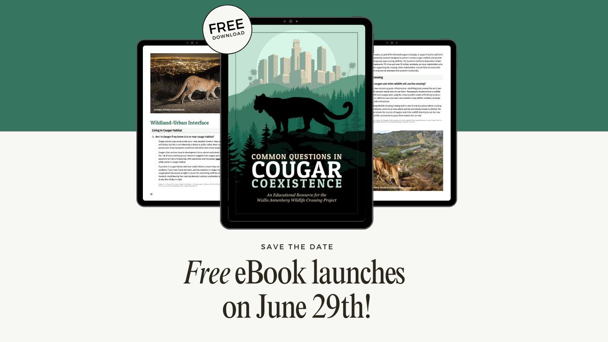 CougarConserv's tweet photo. The launch of the FREE eBook of "Common Questions in Cougar Coexistence" will be available starting June 29! Download link coming TOMORROW! Stay tuned! 📖
This initiative has been made possible through the @NWF's #SaveLACougars campaign.
#CoexistWithCougars https://t.co/cBqvx5winj