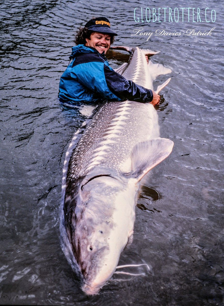 A WORLD of GIANTS...
Go BIG or go home! Tony Davies-Patrick about to release a monster-sized Great White Sturgeon into the dark depths of the turbulent river currents.
Magic moments to cherish...🎣
GLOBETROTTER.Co🌍