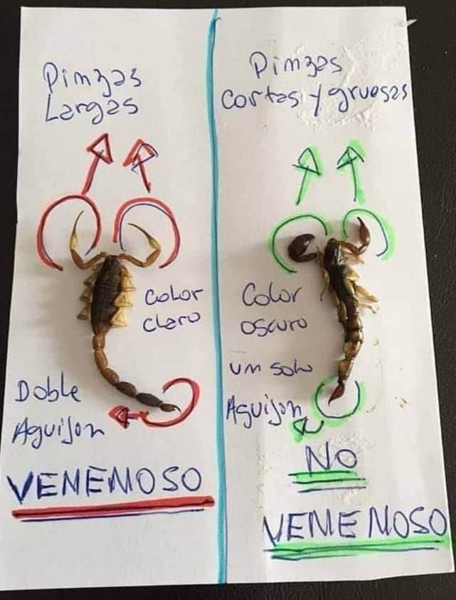 EnsedeCiencia's tweet image. Diferencia entre escorpiones venenosos y no venenosos 💀🚨👇