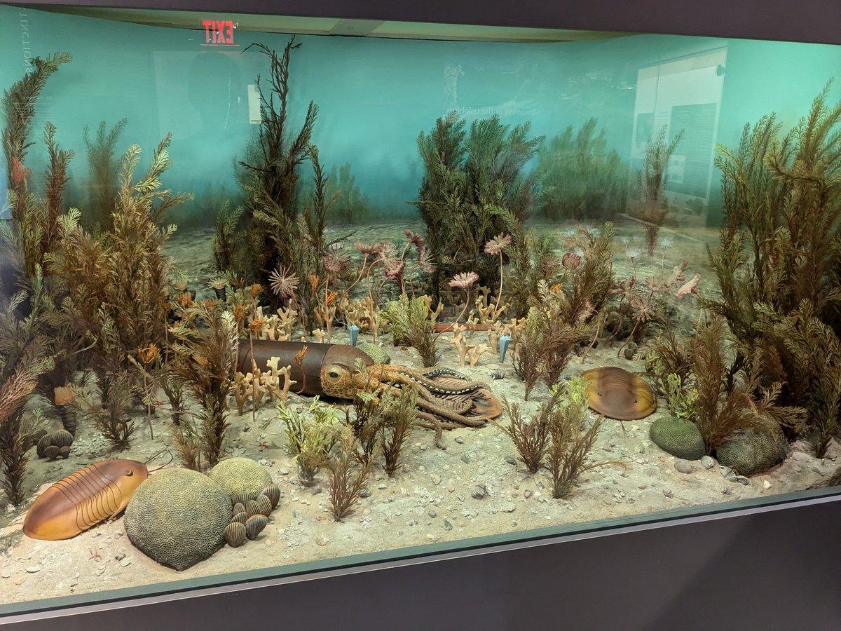 CambroJoe's tweet image. Really enjoyed visiting the exhibits at the University of Michigan Museum of Paleontology last week at #NAPC2024. Some truly iconic fossils, models, and dioramas - plenty of inspiration to be found! 
#FossilFriday