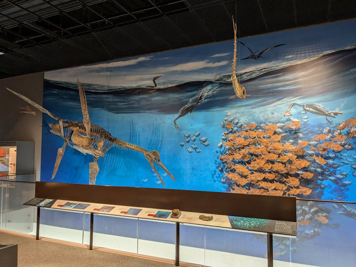 CambroJoe's tweet image. Really enjoyed visiting the exhibits at the University of Michigan Museum of Paleontology last week at #NAPC2024. Some truly iconic fossils, models, and dioramas - plenty of inspiration to be found! 
#FossilFriday