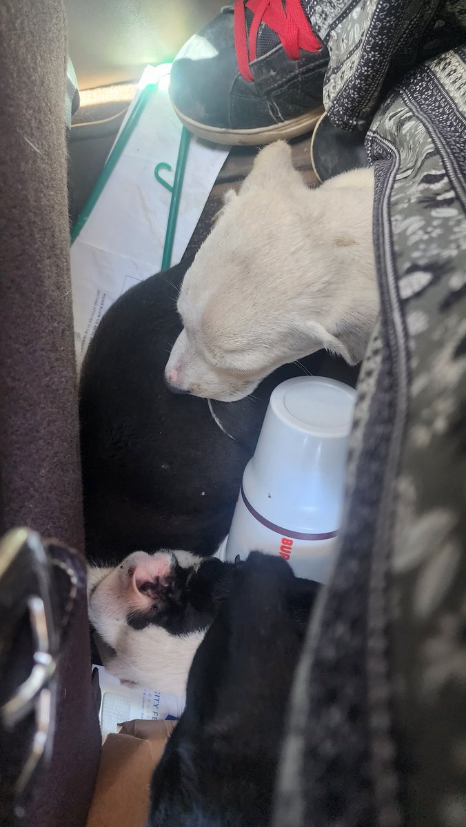 Reavenbroke1's tweet photo. West Texas, Lubbock area-
Found 3 puppies dumped on road in hot sun, they drank 3 bottles of water each and are moderately okay condition.
If anyone can foster or help in my area please DM.
If not pls share
They were left in the 100+ heat on hot pavement.
#lubbock #puppy #help https://t.co/DxyFJrow2a