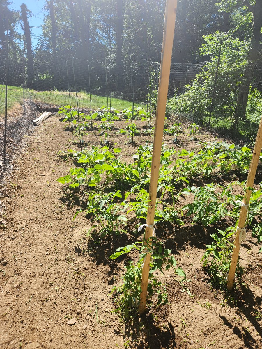 ChrisWh80792999's tweet image. Veggies grow up so fast.馃ぃWhat a wicked pissah day off today.