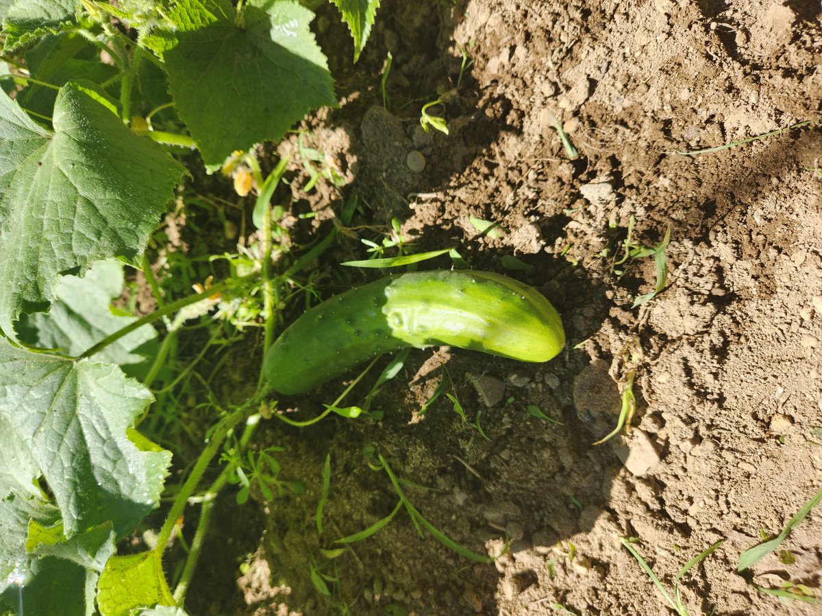 ChrisWh80792999's tweet image. Veggies grow up so fast.馃ぃWhat a wicked pissah day off today.